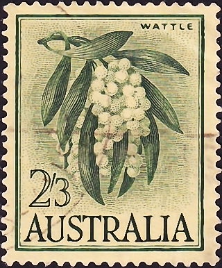 Австралия 1959 год . Флора , Австралийская акация .(3)